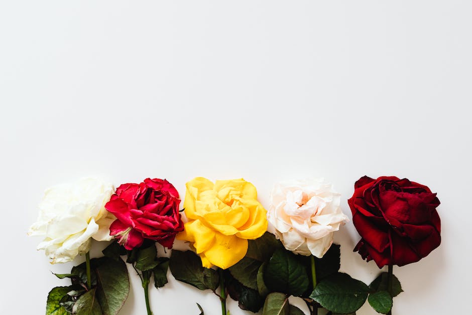  Weiße Rosen zum Geburtstag, Jubiläum oder anderen Anlass schenken