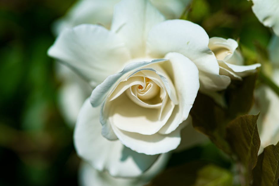  Gründungsdatum der Weißen Rose
