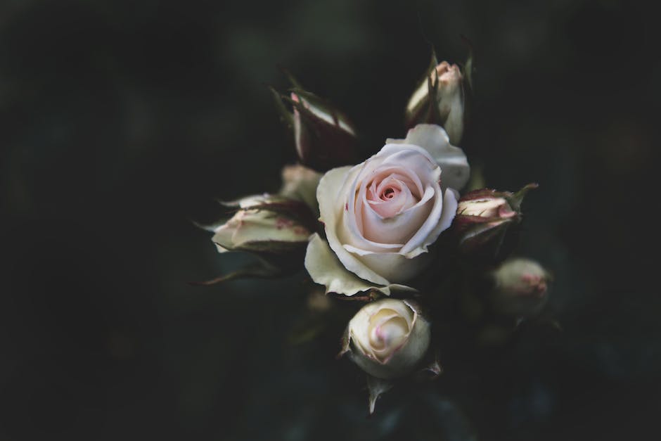  Datum der Gründung der Weißen Rose