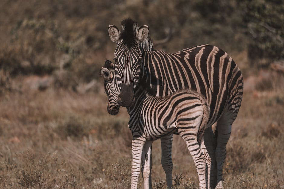 Warum haben Zebras ein schwarz-weißes Fell?