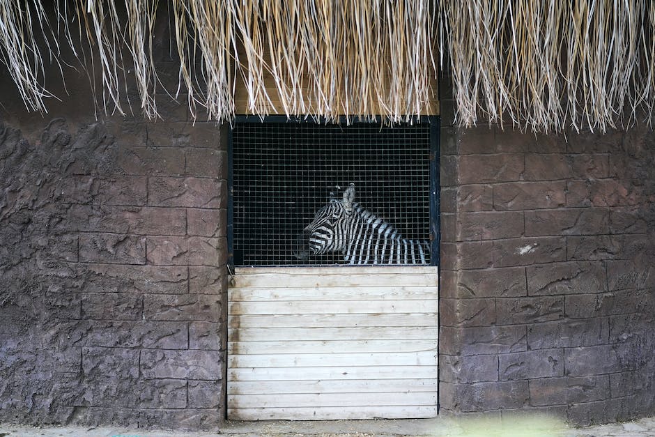 Warum haben Zebras ein schwarz-weißes Streifenmuster?