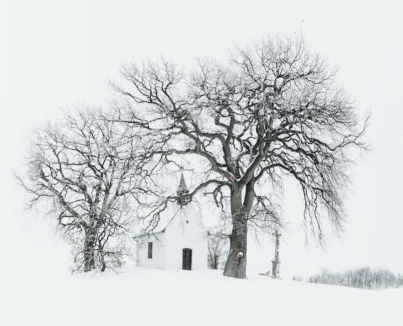 Anstrich von Bäumen weiß im Winter zur Verbesserung des Winterfestigkeitsgrades
