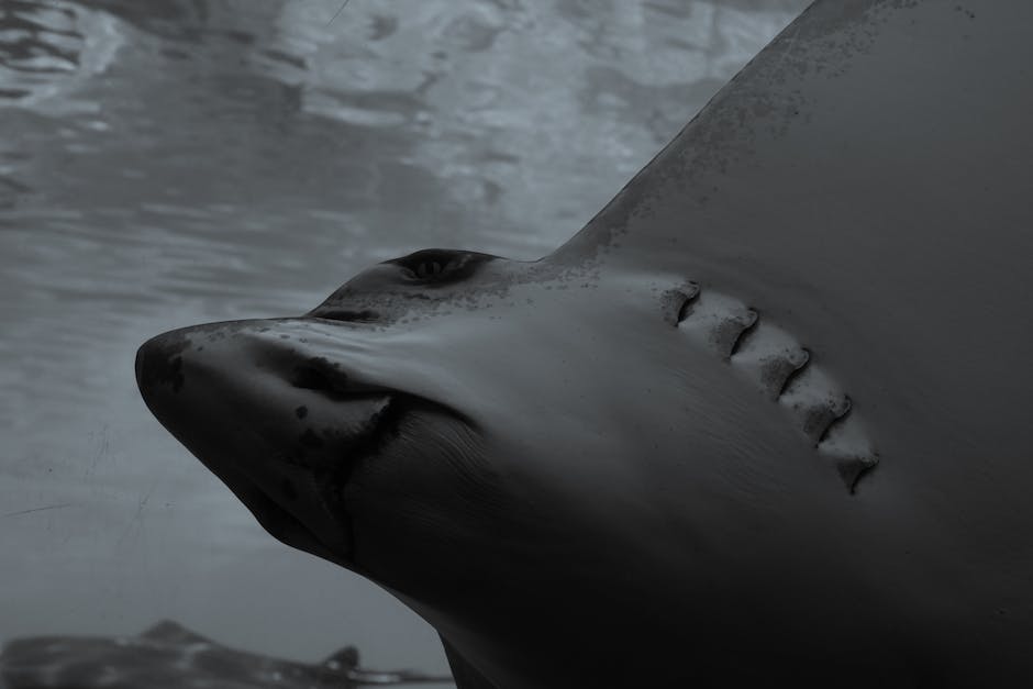 Anzahl der Zähne eines Weißen Hais