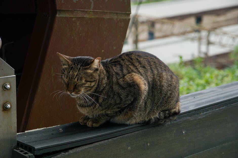  Erfahre, wie du die Rasse deiner Katze bestimmen kannst